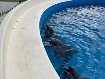 沖縄美ら海水族館（館内体験）に投稿された画像（2024/2/25）