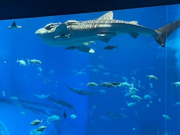 沖縄美ら海水族館（館内体験）に投稿された画像（2024/2/25）