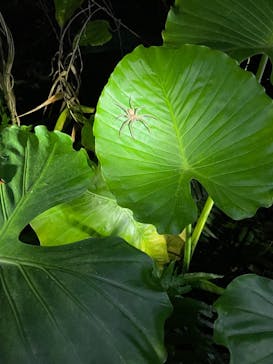 石垣島 ADVENTURE PiPi（イシガキジマアドベンチャーピピ）に投稿された画像（2024/2/25）