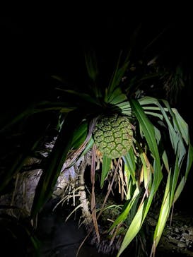 石垣島 ADVENTURE PiPi（イシガキジマアドベンチャーピピ）に投稿された画像（2024/2/25）