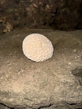 石垣島 ADVENTURE PiPi（イシガキジマアドベンチャーピピ）に投稿された画像（2024/2/25）