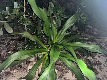 石垣島 ADVENTURE PiPi（イシガキジマアドベンチャーピピ）に投稿された画像（2024/2/25）