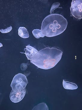 サンシャイン水族館に投稿された画像（2024/2/26）