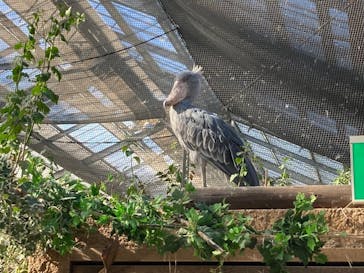 神戸どうぶつ王国に投稿された画像（2024/2/26）