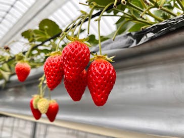 ひさだ苺農園に投稿された画像（2024/2/26）