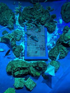 DMMかりゆし水族館に投稿された画像（2024/2/26）