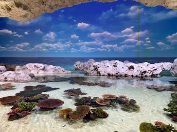 DMMかりゆし水族館に投稿された画像（2024/2/26）