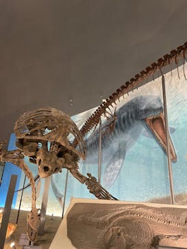 福井県立恐竜博物館に投稿された画像（2024/2/26）