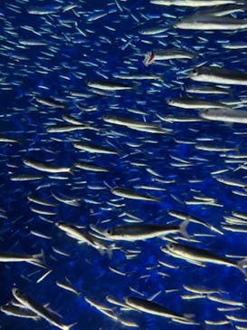 大分マリーンパレス水族館 「うみたまご」に投稿された画像（2024/2/26）