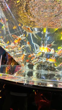 NARA KINGYO MUSEUMに投稿された画像（2024/2/26）