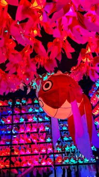 NARA KINGYO MUSEUMに投稿された画像（2024/2/26）