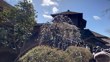 偕楽園本園に投稿された画像（2024/2/26）