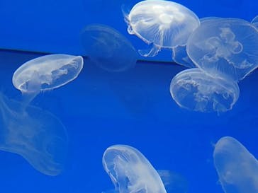 アクアワールド茨城県大洗水族館に投稿された画像（2024/2/26）