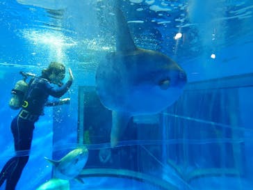 アクアワールド茨城県大洗水族館に投稿された画像（2024/2/26）