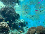 沖縄美ら海水族館（館内体験）に投稿された画像（2024/2/26）