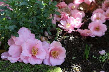 横浜イングリッシュガーデンに投稿された画像（2024/2/26）