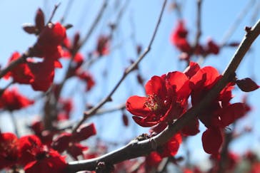 横浜イングリッシュガーデンに投稿された画像（2024/2/26）