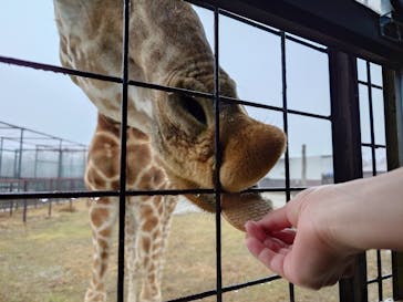 那須サファリパークに投稿された画像（2024/2/26）