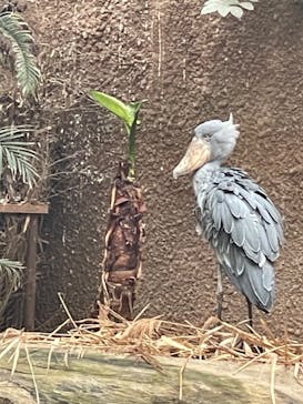 神戸どうぶつ王国に投稿された画像（2024/2/26）