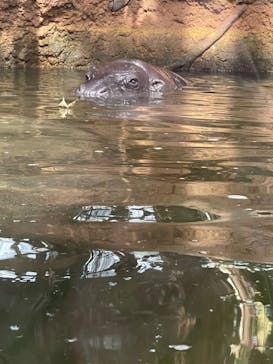 神戸どうぶつ王国に投稿された画像（2024/2/26）