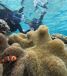 オースリーシュノーケル宮古島に投稿された画像（2024/2/26）