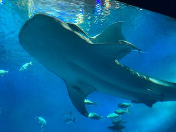 沖縄美ら海水族館に投稿された画像（2024/2/26）