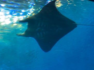 沖縄美ら海水族館に投稿された画像（2024/2/26）