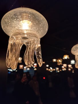 京都水族館に投稿された画像（2024/2/26）