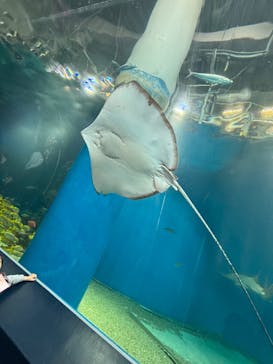 マクセル アクアパーク品川に投稿された画像（2024/2/26）