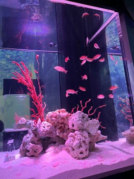 マクセル アクアパーク品川に投稿された画像（2024/2/26）