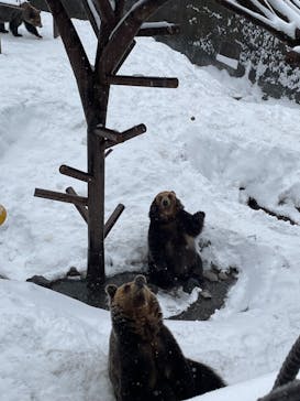 のぼりべつクマ牧場に投稿された画像（2024/2/26）