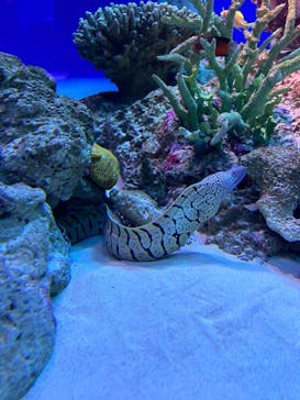 新江ノ島水族館に投稿された画像（2024/2/27）