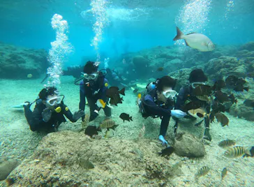 武藤潜水に投稿された画像（2024/2/27）