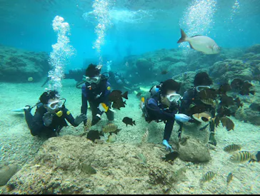 武藤潜水に投稿された画像（2024/2/27）