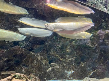 DMMかりゆし水族館に投稿された画像（2024/2/27）