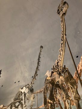 福井県立恐竜博物館に投稿された画像（2024/2/27）