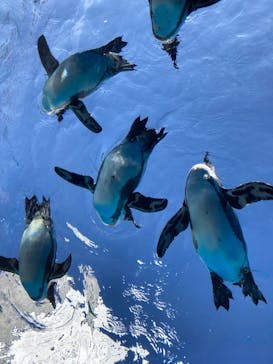 サンシャイン水族館に投稿された画像（2024/2/27）