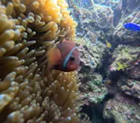 沖縄マリンサービス碧に投稿された画像（2024/2/27）