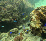 沖縄マリンサービス碧に投稿された画像（2024/2/27）