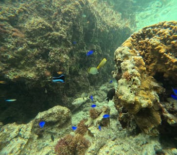 沖縄マリンサービス碧に投稿された画像（2024/2/27）