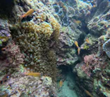 沖縄マリンサービス碧に投稿された画像（2024/2/27）