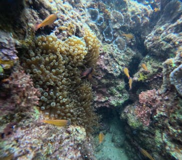 沖縄マリンサービス碧に投稿された画像（2024/2/27）