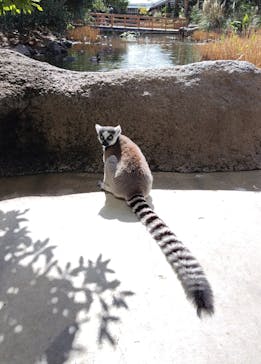 神戸どうぶつ王国に投稿された画像（2024/2/27）