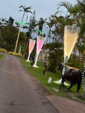 美らヤシパークオキナワ・東南植物楽園に投稿された画像（2024/2/27）