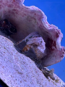 沖縄美ら海水族館に投稿された画像（2024/2/27）