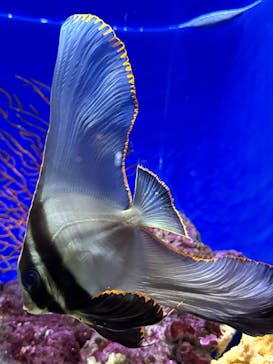 沖縄美ら海水族館に投稿された画像（2024/2/27）