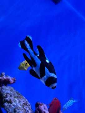 沖縄美ら海水族館に投稿された画像（2024/2/27）