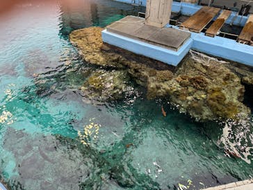 沖縄美ら海水族館に投稿された画像（2024/2/27）