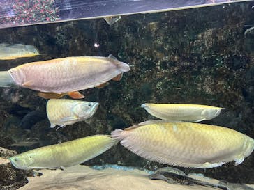DMMかりゆし水族館に投稿された画像（2024/2/27）