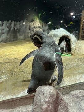 DMMかりゆし水族館に投稿された画像（2024/2/27）